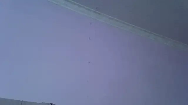 springbock56 on StripChat